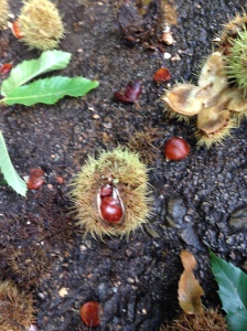 Sometimes there were so many chestnuts on the ground they made a carpet for us to walk on.