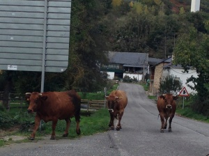 We waited for these cows to get off the road. 
