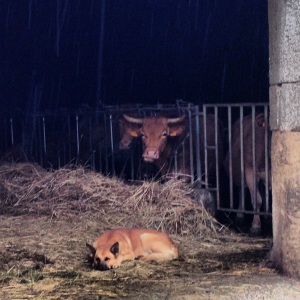 Cow looks on as guard dog sleeps